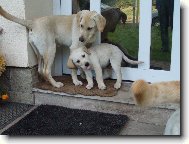 labrou�ek Charl� vyplazuje jazyk