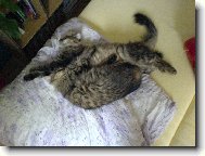 Dv� povaluj�c� se sibi�anky