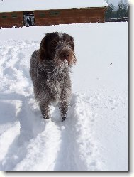 Gina od Dubov�ho Dvora