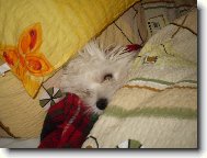 Spinkaj�c� malt�z��ek