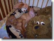 kter� z nich nen� ply�ov� ???