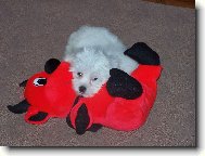 Bi�onek n� �ert