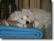 Maltez��ek Monty