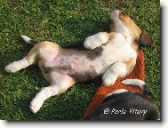 Sladk� sp�nek Empira