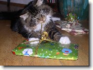 Kocourek Bruno 9 m�s.