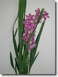 d�rek k Valent�nu