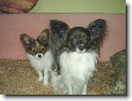 papillonci z T��na