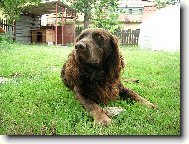 Pedro z Javorov�ho vrchu