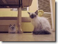 Happy de Borgione poprv� v nov�m domov�.