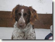 Arka z lou�sk� paseky