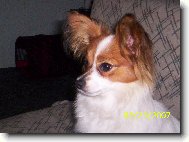 Estel porubsk� kv�t