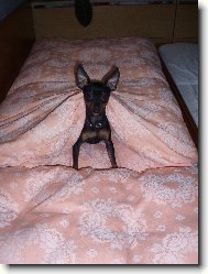 Jerry hl�d� post�lku p�ni�ce