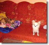 �ip��ek a Vil�k