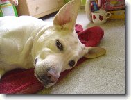 Labrador s ukup�rovan�ma u�ima