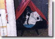 nem�m kde slo�it hlavu