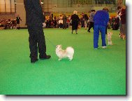 Z n�v�t�vy v�stavy Crufts 2007