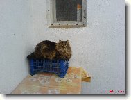 M�na je v�rn� jako pes