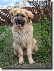 Leonberg�ice Pinkav�