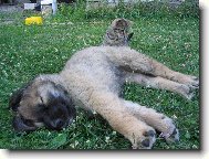 Borinka Pinkav� II