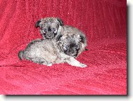 mimiskov� Kwisava.cz