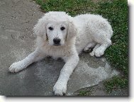 Ayrin Orlick� talisman