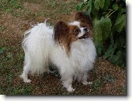 D�Artagnan de Pompadour