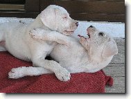 Don T   Dragon Blansk� les