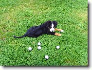 Kdo si hraje, nezlob� - petanque 2