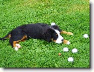 Kdo si hraje, nezlob� - petanque 3