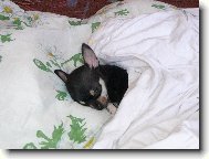 �ivava kr�tkosrst�