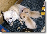 poj�zdn� ml�k�rna :-)))