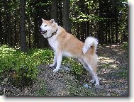 Kde jsem zahl�dl toho divo��ka?