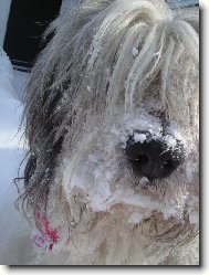 Egrif Majoli Inu ve sv�m �ivlu..=)