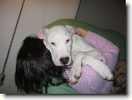 Na�e ps� sle�na jako 1/2ro�n� �t�n�