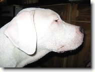 Po p��telsk�m boji s nevlastn� sestrou stafordic�