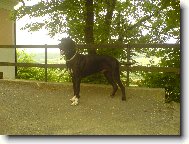 Dante �esk� Sirius