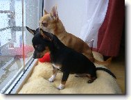 Celest�n a Valent�n