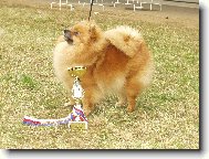 N�meck� �pic mal� - Aissi Sandir�