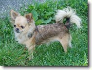 Beyla Svinovsk� pahorek