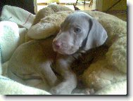 �estit�denn� miminko