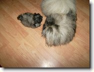 Bodie a Addie Plav� r��e