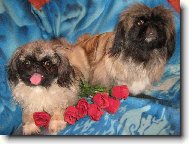 Comtessa Lotty z Usedlosti �jezdec a Addie Plav� r��e