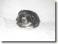 P�knej lump��ek