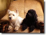 N� pudl�k Tom�k a west�k Sauron