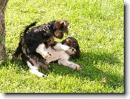 Hari z Vlasteck�ho vrchu " Brite�ek"