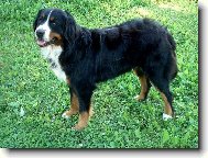 Brutus z Beskydsk�ch kopc�