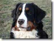 Iris P�seck� hory