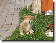 Budu hl�dat jako m�j t�ta