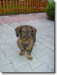 p��tel,mil��ek d�t�