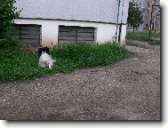 "pejsek na provazku"... sel na prochazku...